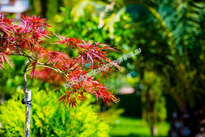 Шикарные квартиры в новом комплексе на продажу в курорте Солнечный Берег